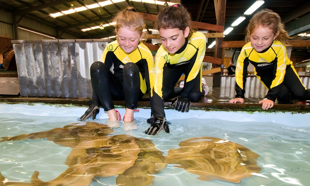 Port Stephens Shark, Ray and Reptile Encounter