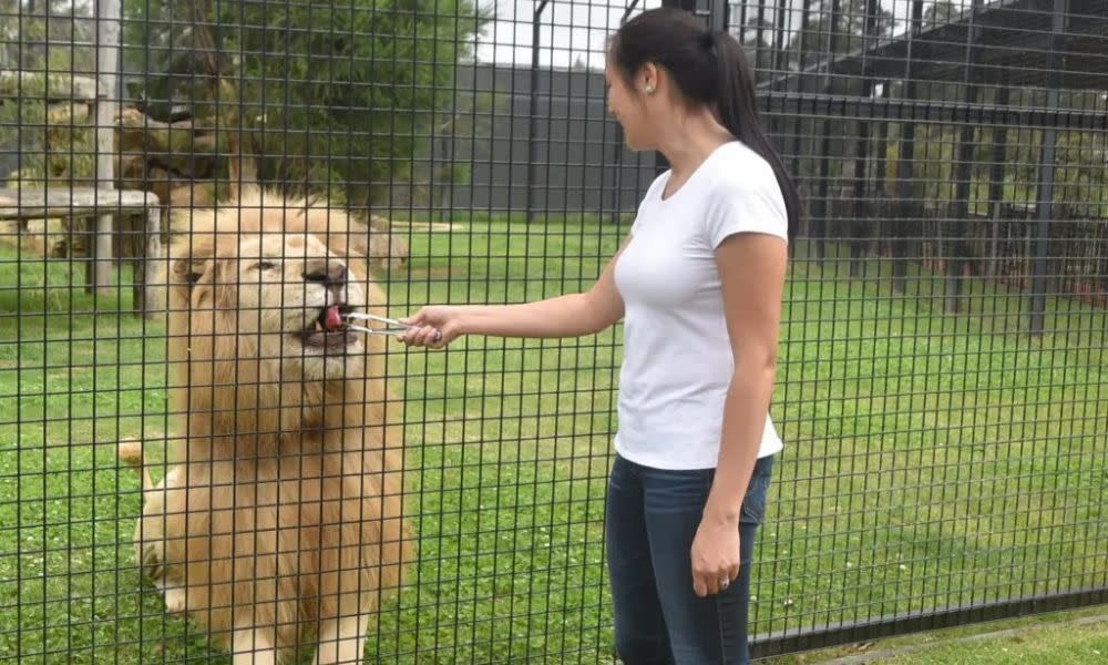 Hunter Valley Lion Encounter with Admission