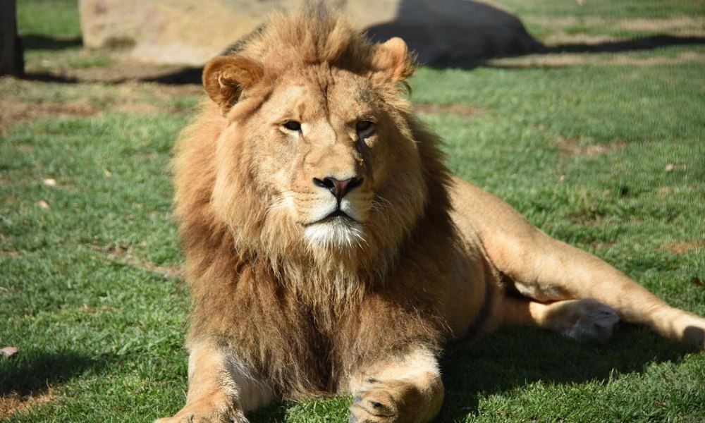 Hunter Valley Lion Encounter with Admission