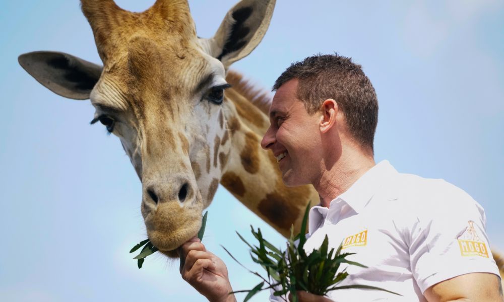 Giraffe Feeding Encounter at Mogo Wildlife Park