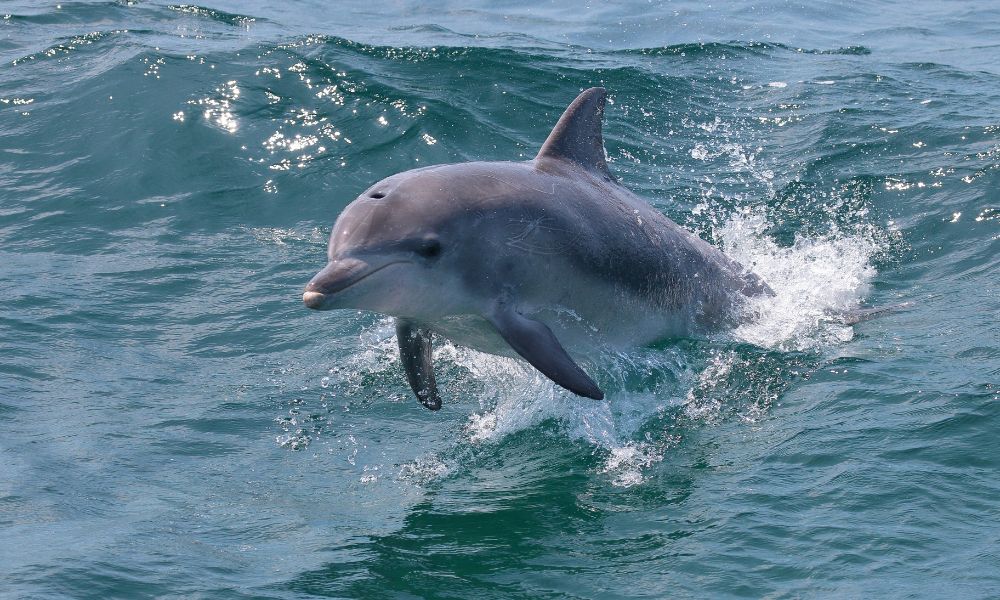 Jervis Bay Dolphin Watching Cruise