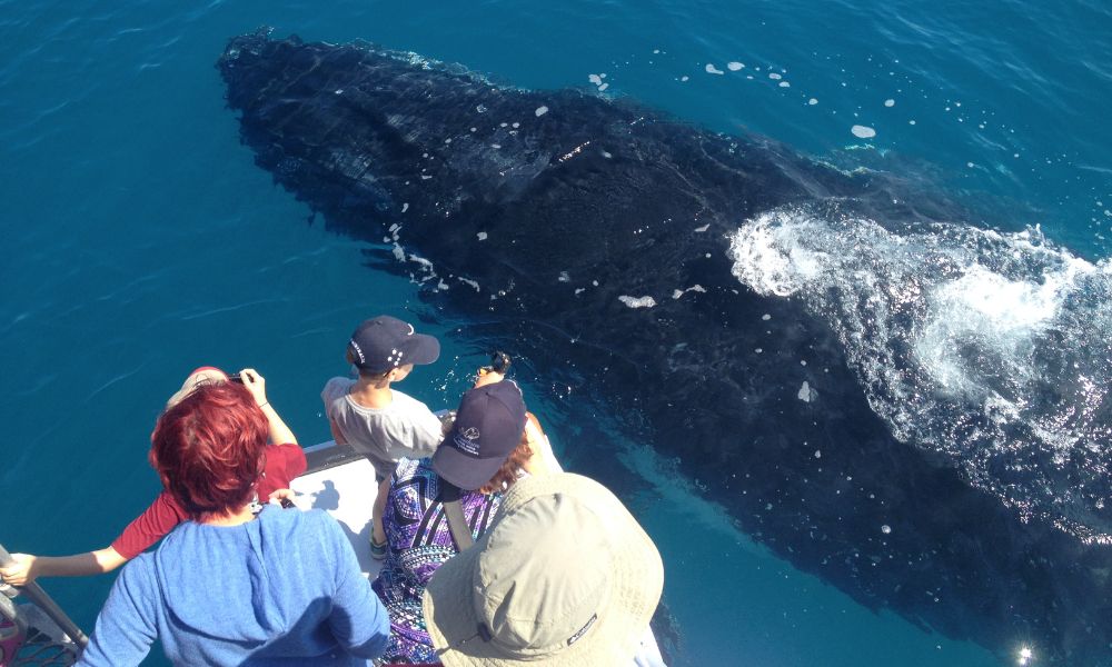 Noosa Thriller Whale Watch - 2 Hours 