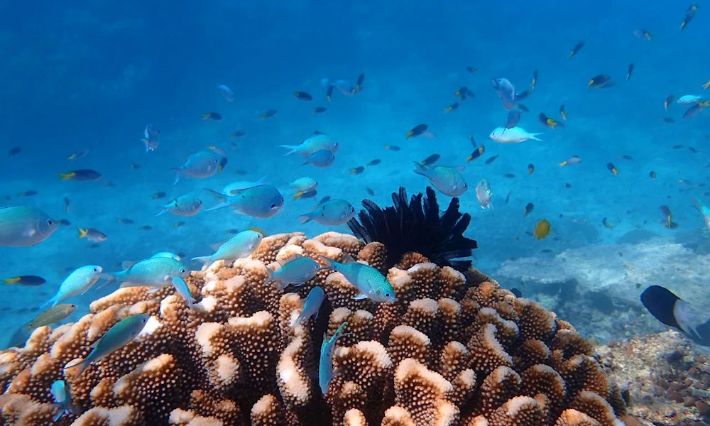 Outer Great Barrier Reef & Dunk Island - Mission Beach Return