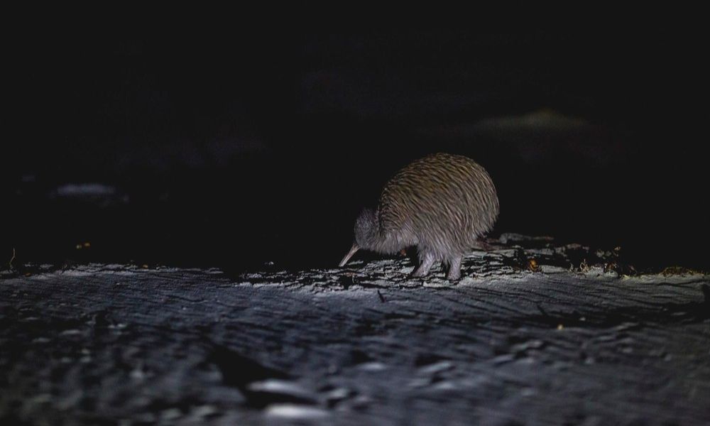 Stewart Island Wild Kiwi Encounter