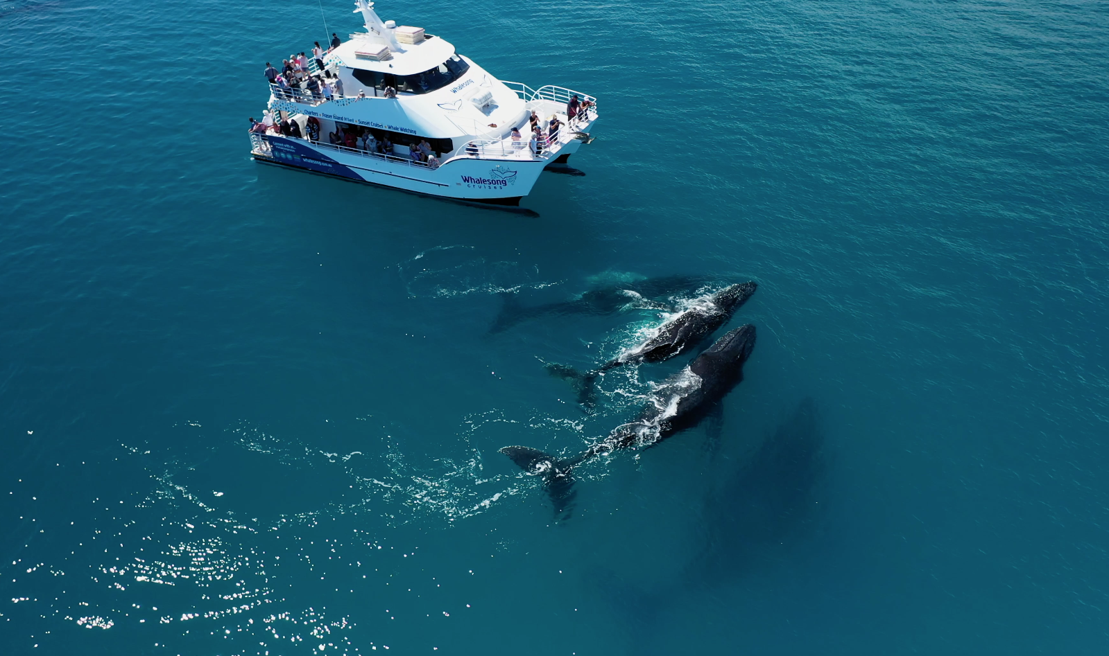 Whale Search and Dolphin Watch Cruise