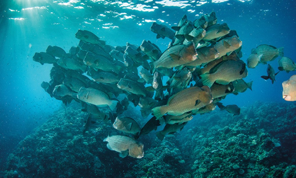 Freedive the Great Barrier Reef