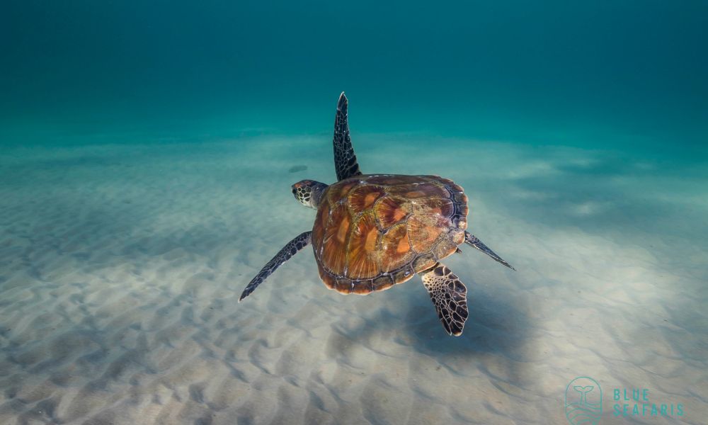 Tweed Heads Snorkel With Turtles - 2 Hours