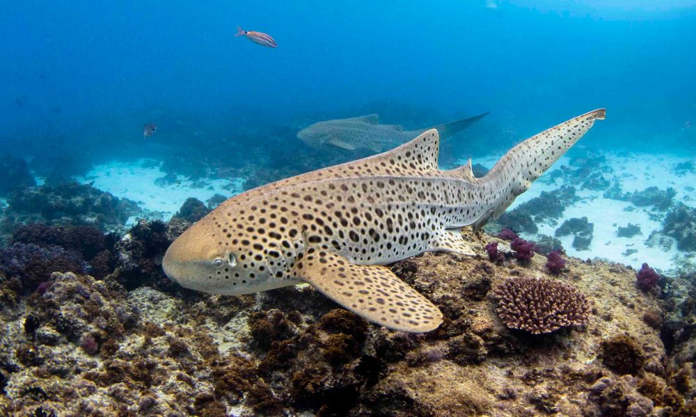 Byron Bay Snorkel at Julian Rocks - 2.5 Hours