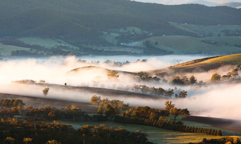 Mystery Picnic in Yarra Valley