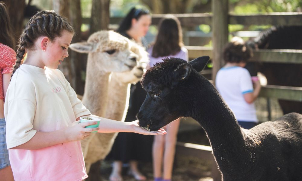 Gold Coast Hinterland Breakfast with Wildlife Feed & Horse Riding