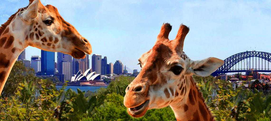 Taronga Zoo Entry with Return Ferry