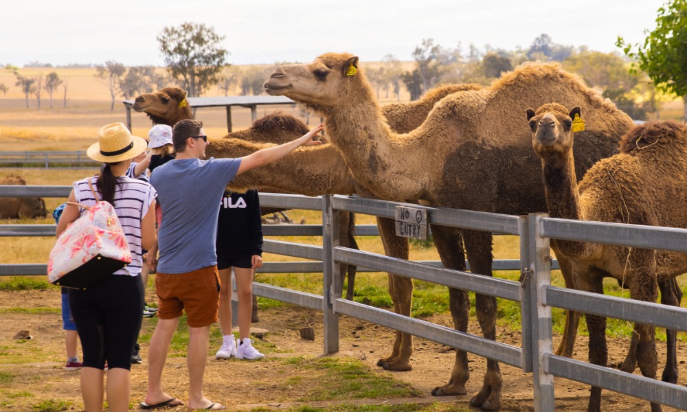 Summer Land Camel Farm Tour with Grazing Platter