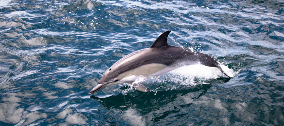 Dolphin & Wildlife Half day Cruise from Tauranga