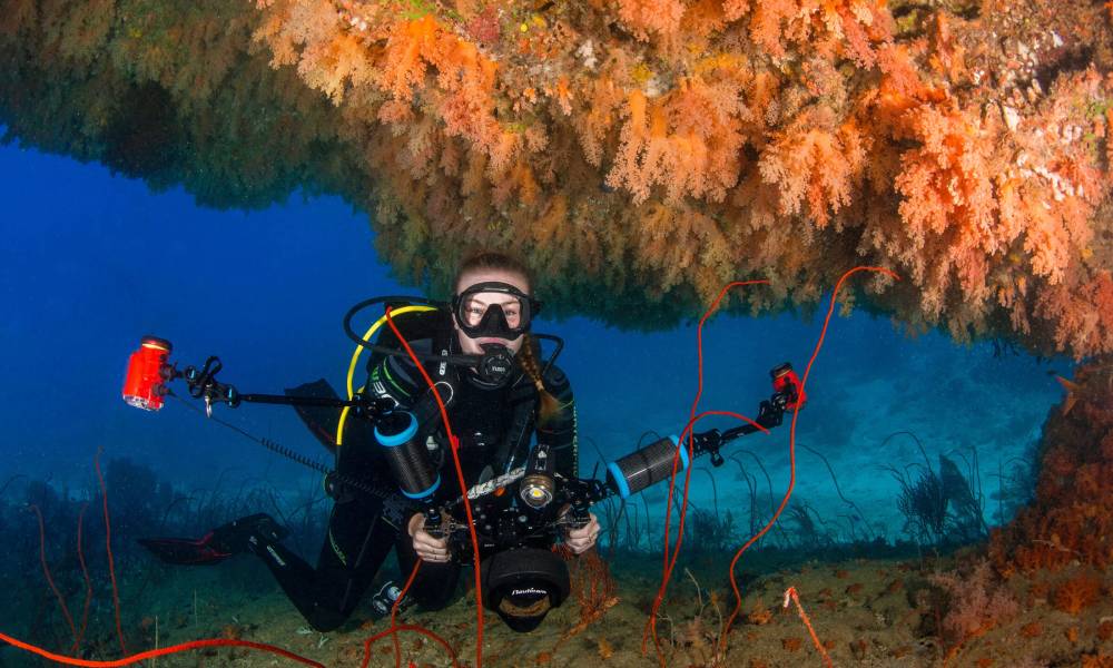 Soft Coral Or Wreck- Snorkeling