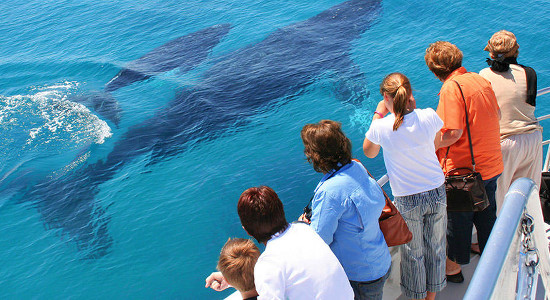 Brisbane Whale Watching Tour with Lunch and Brisbane Transfers