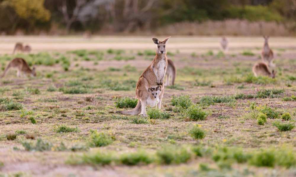 Kangaroos and Mountain Views