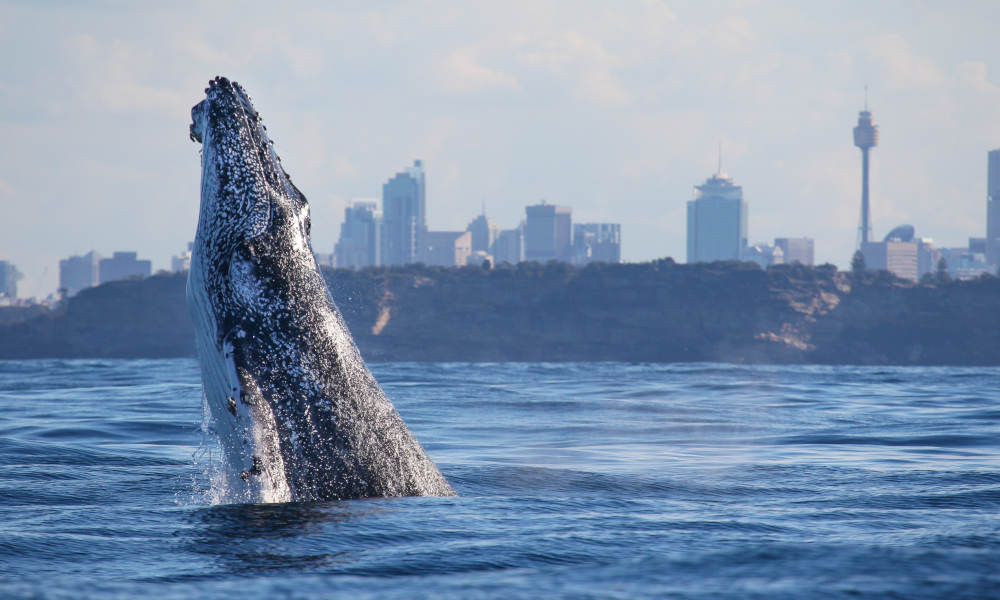 Sydney 3 Hour Whale Watching Discovery Cruise