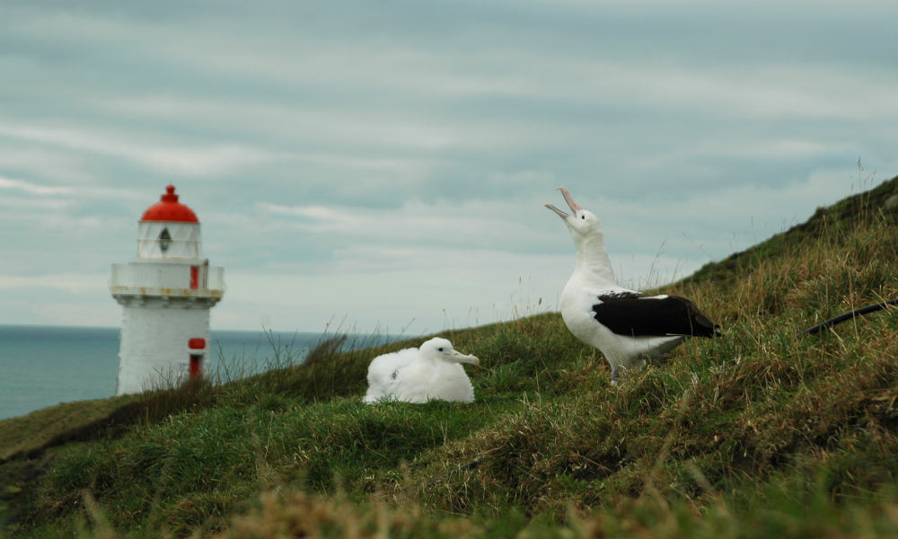 Royal Albatross Viewing Tour