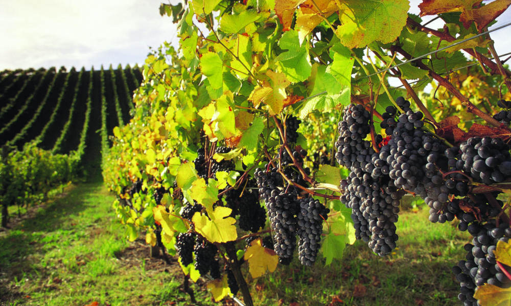 Barossa Valley Wineries and Hahndorf Day Tour - Barossa and Hahndorf Highlights