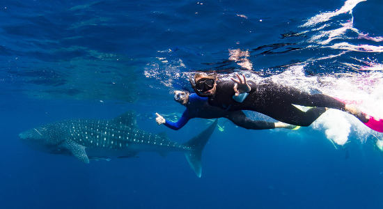 Whale Shark Swim and Catamaran Cruise