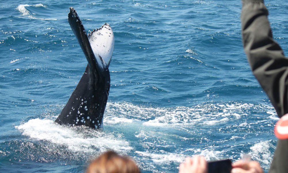 4 hour Hervey Bay Whale Watching Cruise