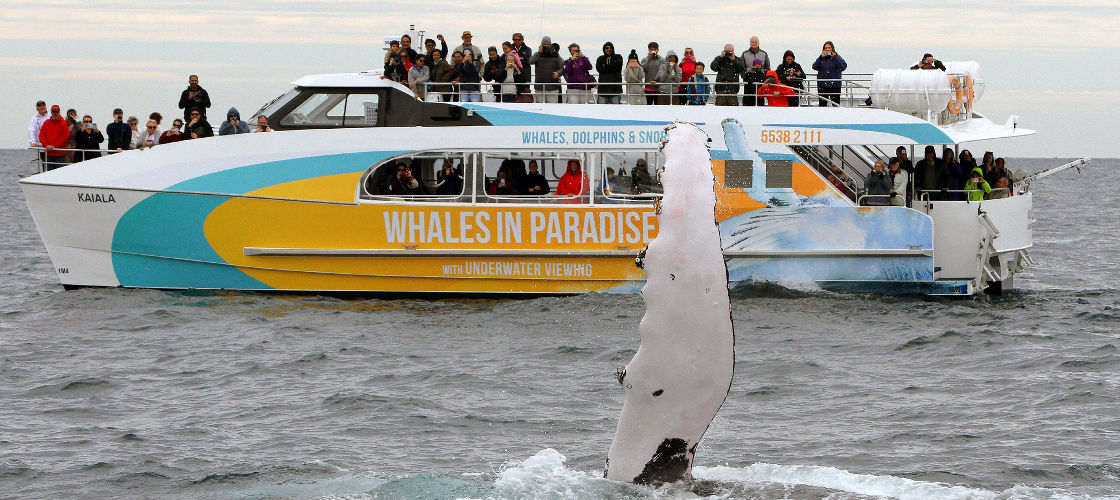 Whale Watching Cruise from Surfers Paradise - 8.30am Whale Watch