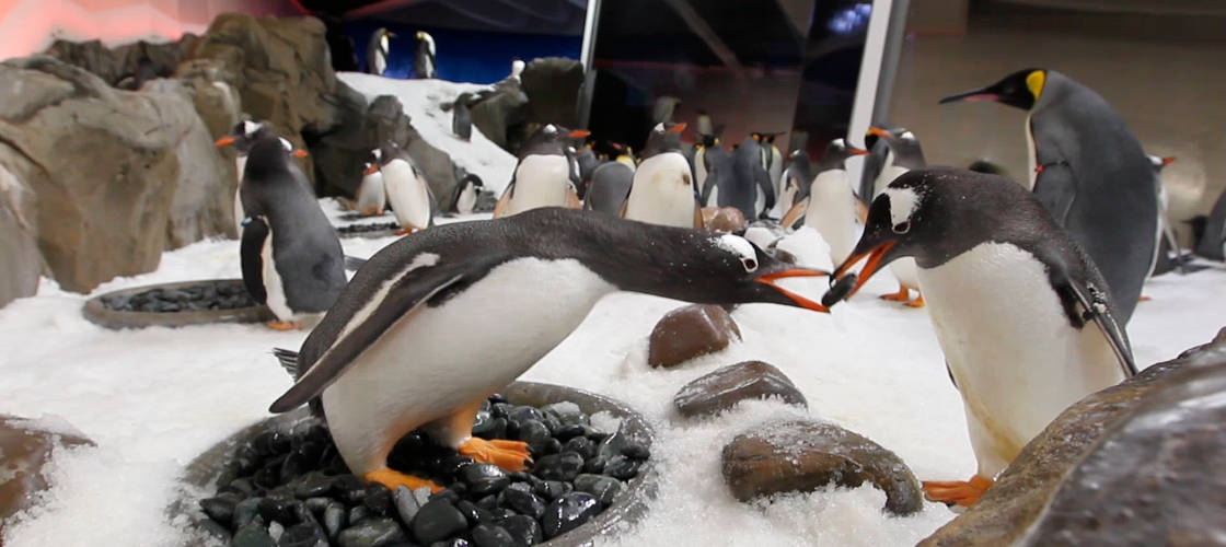 Penguin Encounter at SEA LIFE Melbourne Aquarium