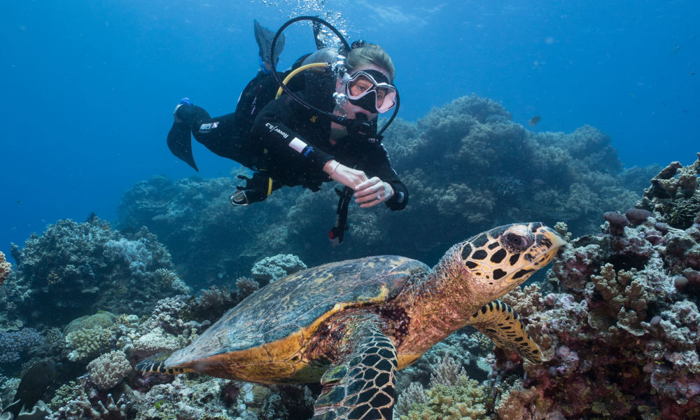 Great Barrier Reef Overnight Snorkel and Dive Sail Tour with Private Cabin