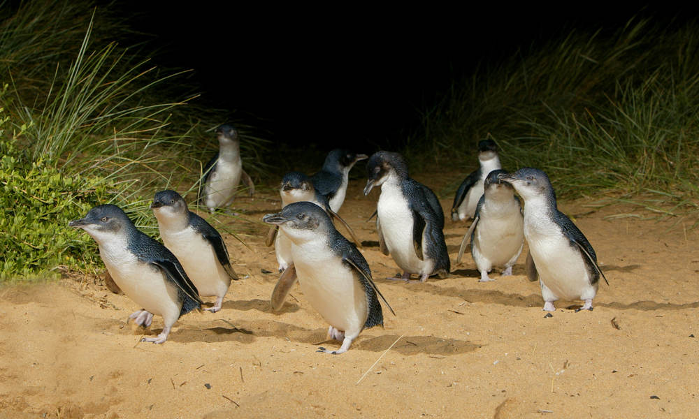 Penguin Parade and Koala Highlights