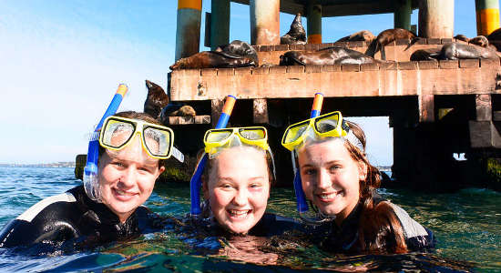 Dolphin and Seal Swim Reef Snorkel Tour