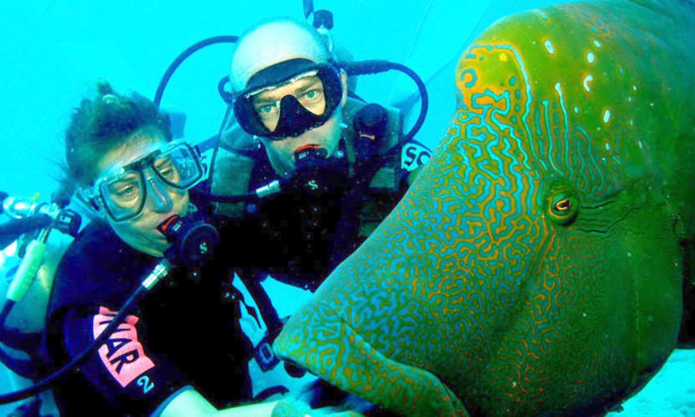 Scuba Diving Mornington Peninsula with Weedy Sea Dragons