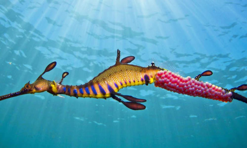 Scuba Diving Mornington Peninsula with Weedy Sea Dragons