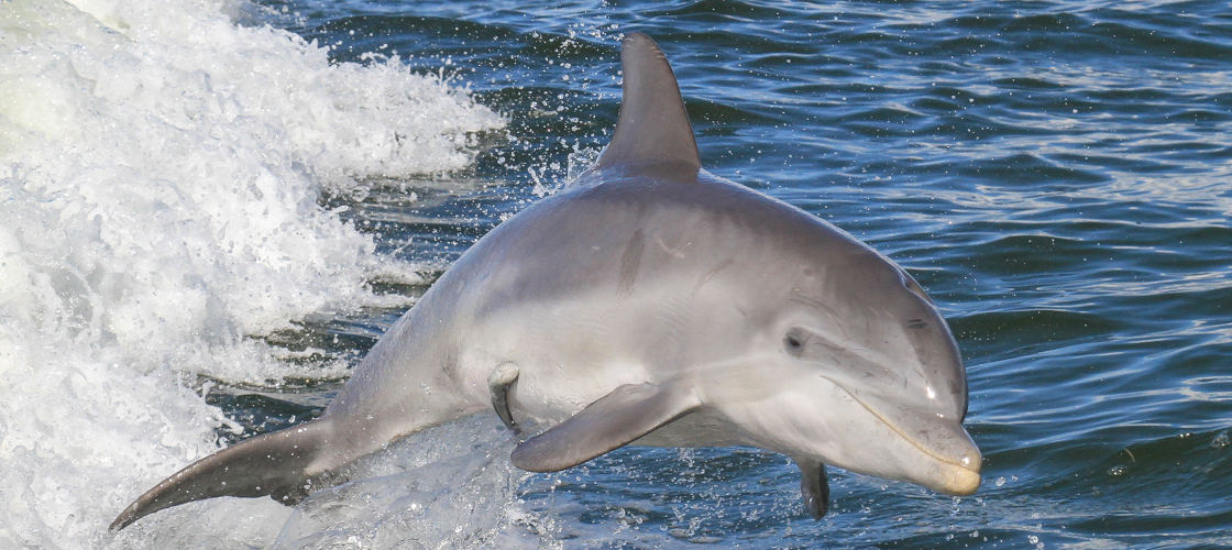 Noosa Dolphin Spotting Cruise