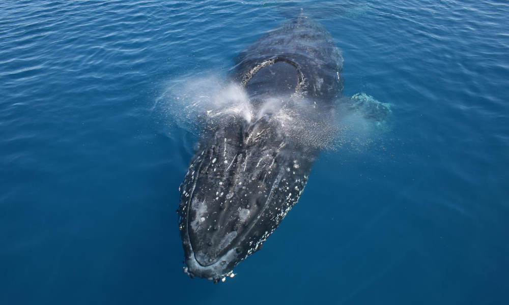 Whale Watching Adventure Cruise from Noosa