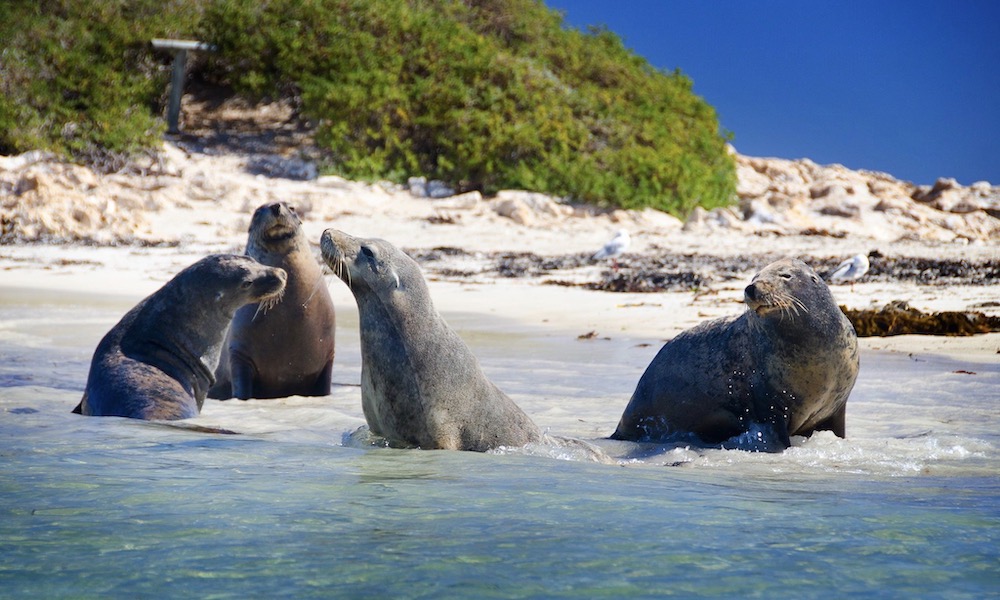 Penguin Island Cruise from Perth