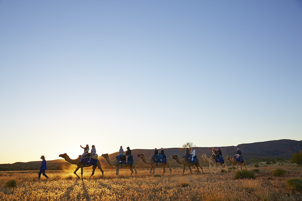 Alice Springs Sunset Camel Ride