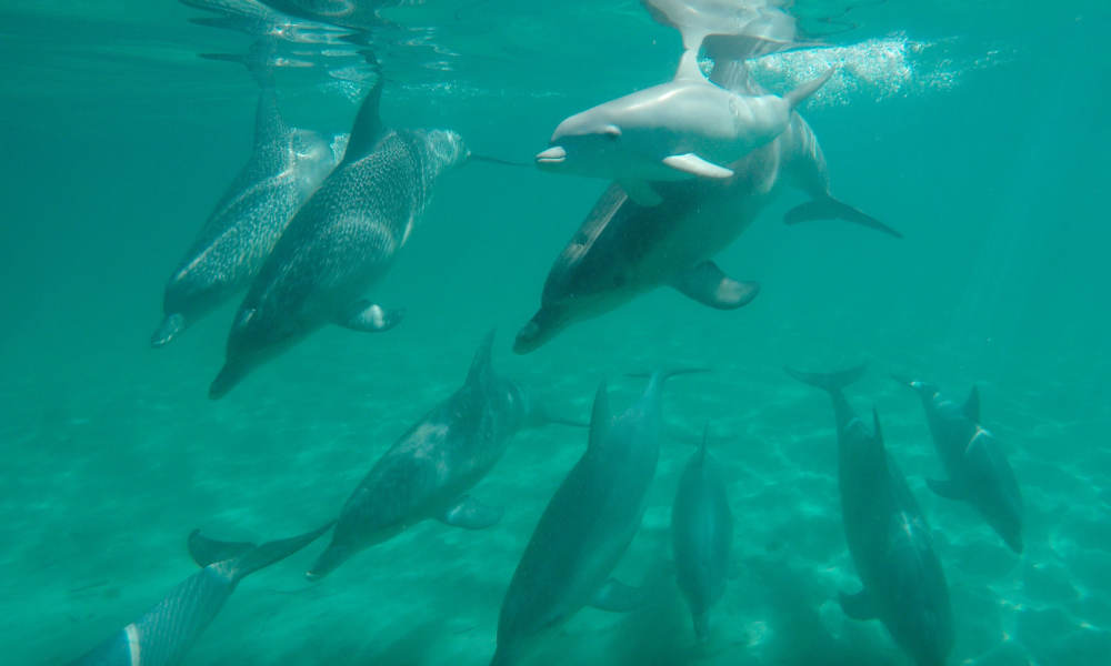 Shoalwater Swim with Dolphins Cruise