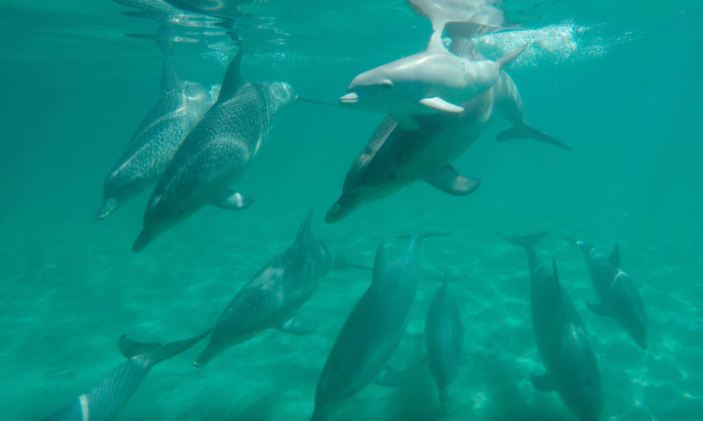 Shoalwater Swim with Dolphins Cruise - 8am Swim With Wild Dolphins