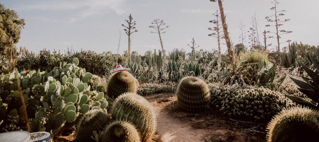 Cactus Country Garden Entry