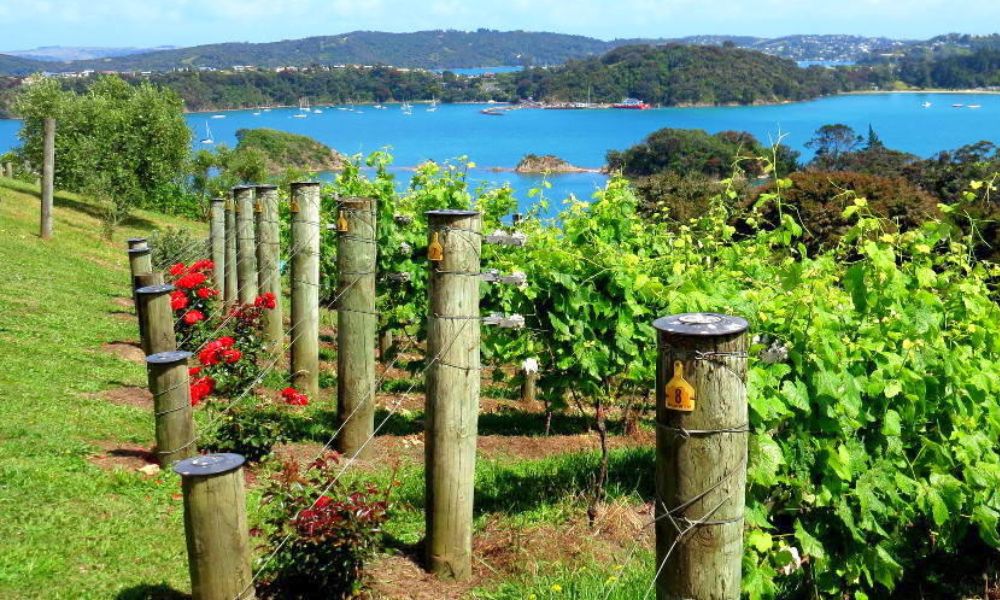 Waiheke Island Day Tour with Lunch