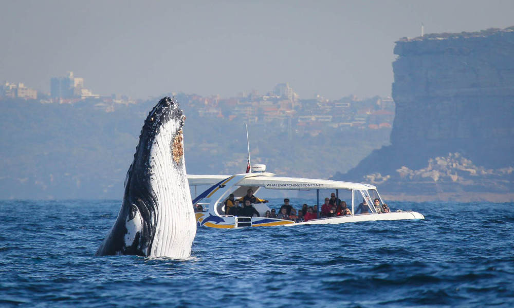 Sydney Whale Watching Adventure Cruise - 2.5 Hours