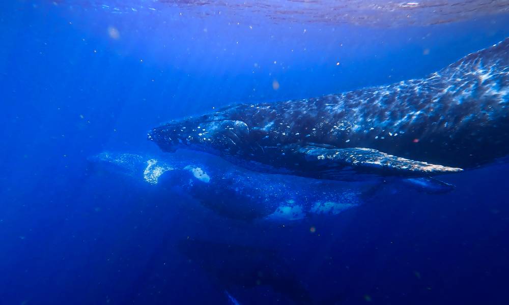 Sunshine Coast Swimming with Humpback Whales