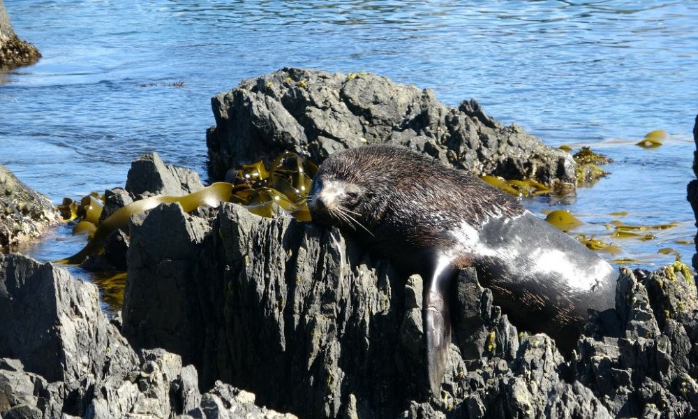 Seal Coast Safari