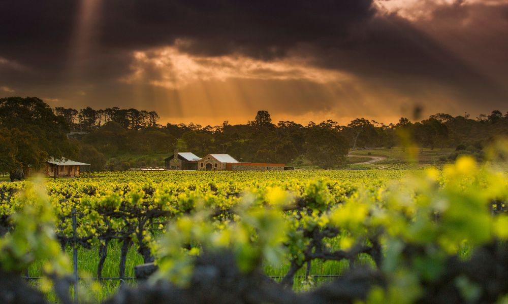 St Hugo & Riedel Masterclass Experience with Lunch - For 2