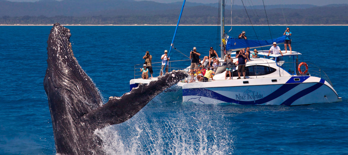 Hervey Bay Full Day Whale Watching Sailing Cruise including Lunch