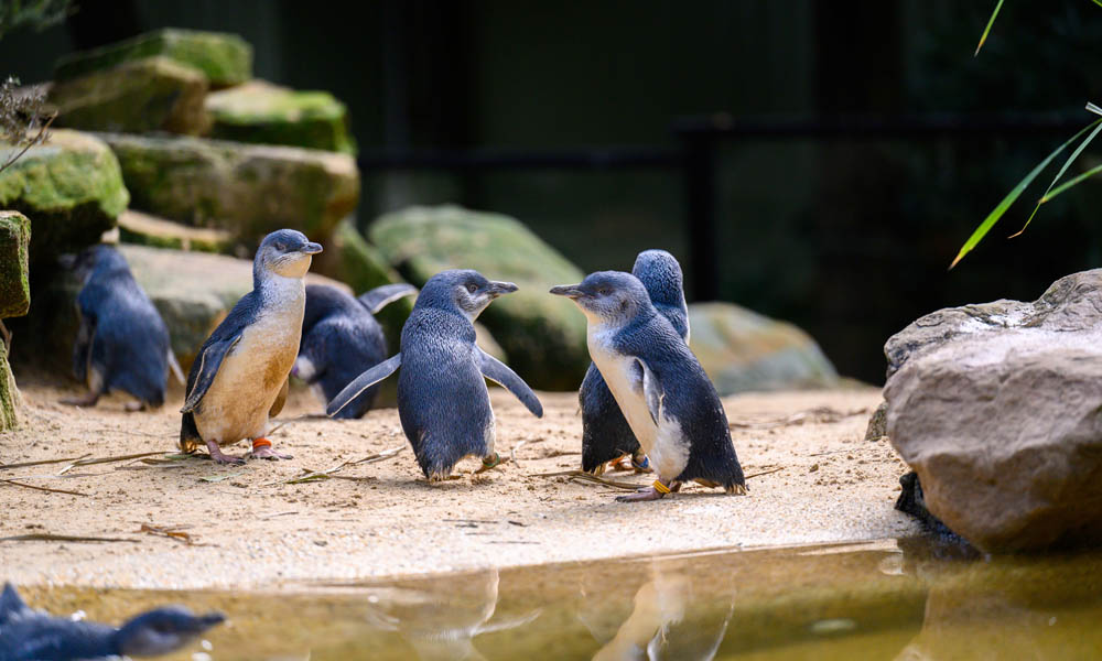 Featherdale Sydney Wildlife Park Entry Tickets