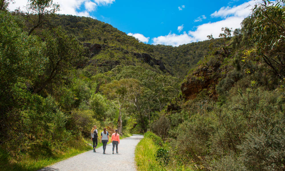 Morialta Wilderness and Wildlife Hike