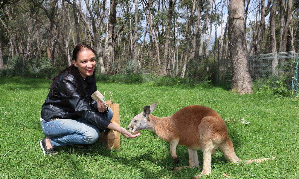 Cleland Wildlife Park Tour from Adelaide