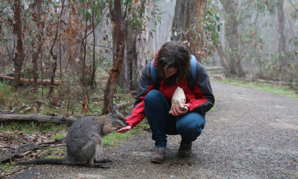 Cleland Wildlife Park Tour from Adelaide - Half Day