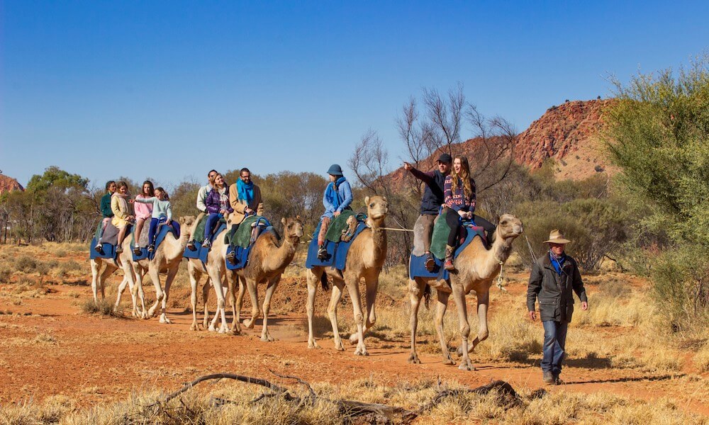 Alice Springs Afternoon Camel Ride